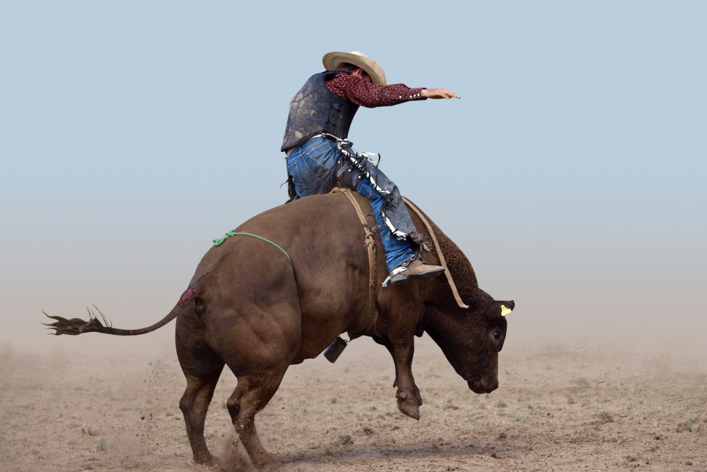 person riding a bull